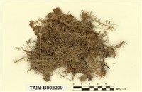 藏品(喙葉泥炭苔)的圖片